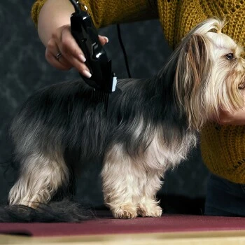 Moser Schermaschine Typ 1400 6 Moser Schermaschine Typ 1400 – Bild 4