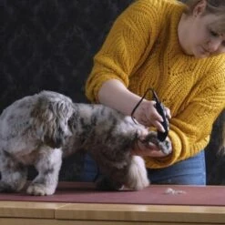 Moser Schermaschine REX MINI -Happy Hund 26311403a9d7b70c3de3d6d478c9b7979d52d818 8d6659a959561a0e293ec7332a89fd631110efed