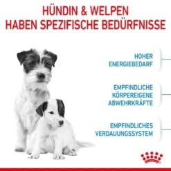 ROYAL CANIN Mini Starter 4 Kg -Happy Hund 2be20ad1d190cd7998136d3afc0dafae06aa370c 8ddec2cd8cf74b57c6b4259b7b01c4e79cc0a38d