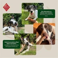 ChronoBalance Olivenholz (M) 2er Paket -Happy Hund 532bdb5adfb7654172773c678356841eabcf0e61 1418700 de DE bc25a15a6282378e13af95ce620e0f455acfe00dJKy5Pa