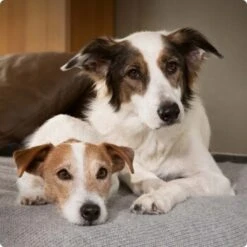 SELECT GOLD Sensitive Maxi Junior Lamm/Lachs/Kartoffel 4 Kg -Happy Hund 6abb6915af23c615d0cf74853b0a3bb663e7931c 1096086 de DE 4 Select Gold Dog 1