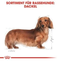 ROYAL CANIN Dachshund Adult 7,5 Kg -Happy Hund 6bc39c31593f9bc89375c029cfa8d6914efbbdb7 9422ca18fd32d71dc307cc6117ea0029d9bf5647