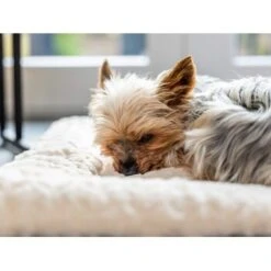 TrendPet Heaven Gefütterte Liegedecke Beige XS -Happy Hund 7fadb1f3b675cc447952f25a50c4eaec3659ecf9 1247692 de DE 5a5934f7ad304a3b0994cac230736be20cd35855BE4V6X