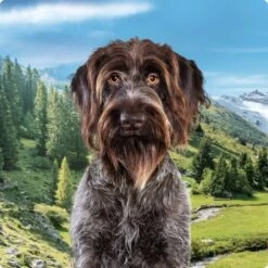 REAL NATURE Country Selection Andalusia Rind Mit Spanischem Kaninchen 12 Kg -Happy Hund 994f675da00c981c1590f6030ee7cf430d718038 1237409004 de DE Real Nature Selection Dog Bild