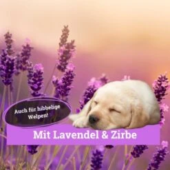 BeG Buddy Körbchen Spray Beruhigung Stress -Happy Hund 9d7bd8e422fc117daaa45f2eadc4e2e342f5d199 1669471 de DE 146feb38dd17e6baa3c59778f26e903482106de9cso8xz