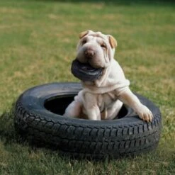 KONG Tyres -Happy Hund a705b5270981b160532cce9442c9fe811583c3dd f9d9137b847a701540c3b8a8d98e3ea5a28cf14f