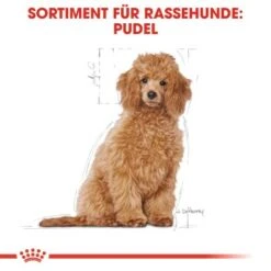 ROYAL CANIN Poodle Puppy 3kg -Happy Hund ac7beaf6b1c5c47c9c7e099b992a7cd84099c8bf 01c5ba0266cc652d370d5594f42dbb0eaf31ac7b