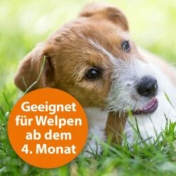 Ardap Spot-On Für Hunde M -Happy Hund cc8226a4311440444ba61845d05b9ea4b0fb5388 1150898 de DE eaa998d5d9a4dddabb20499675a876ce02b34af5Ub2MBM