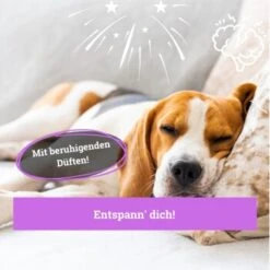 BeG Buddy Körbchen Spray Beruhigung Stress -Happy Hund ed46f42d90e9c2090e66970bc3c9598896831909 1669471 de DE 768bad740b864a3e328c301b094e7af58dea17cfBPOCDN