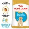 ROYAL CANIN Labrador Retriever Puppy 12 Kg -Happy Hund f3ebfaf4819b636721b478daecb69184a7064553 1002892005 de DE labbypupppy