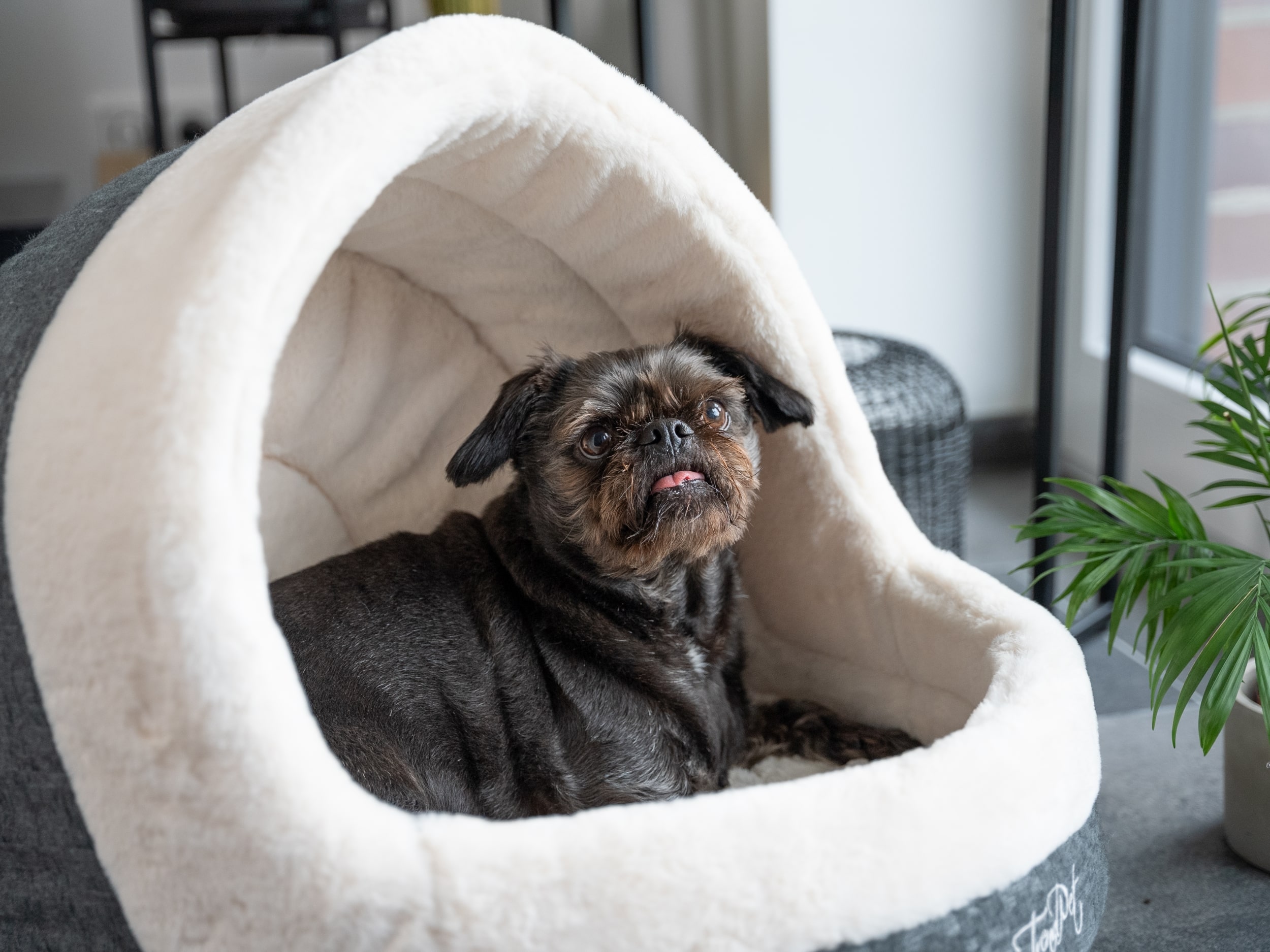 Happy Hund -Happy Hund 25938 LunaHome beige Hund 2YjChvxj3keqXO min